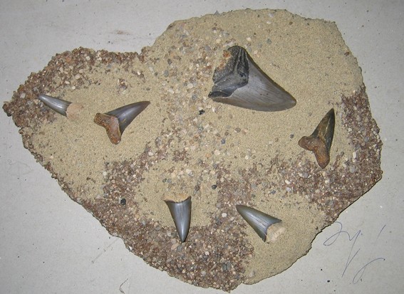 Versteinerte Haifischzähne