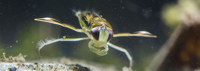 Ruderwanze, Bild Luca Rüedi